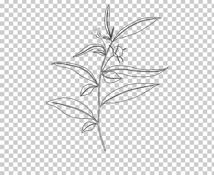 Capsicum Lanceolatum Capsicum Baccatum Plant Stem Nightshade PNG, Clipart, Black And White, Botanical Illustration, Branch, Branchiostoma Lanceolatum, Capsicum Free PNG Download