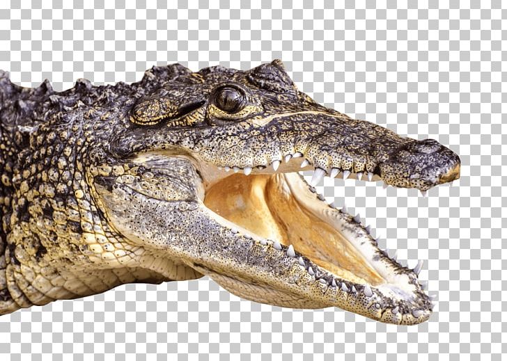 Crocodile Alligator Reptile PNG, Clipart, 3d Computer Graphics, Animal, Animals, Animal World, Aquatic Free PNG Download