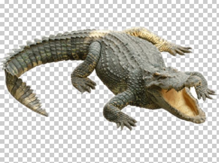 Crocodiles Alligators PNG, Clipart, Alligator, Alligators, American Alligator, Caiman, Cocodrilo Free PNG Download