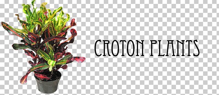 Garden Croton Houseplant House Plant Care Plants PNG, Clipart,  Free PNG Download