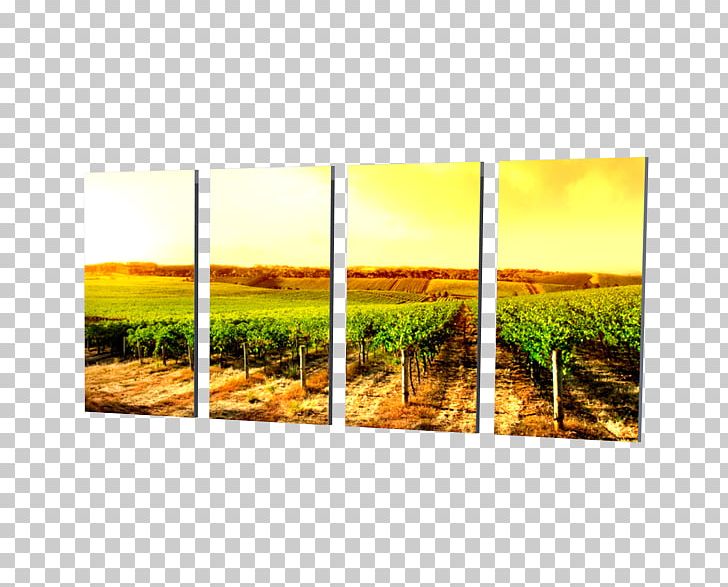 Modern Art Common Grape Vine Frames Rectangle PNG, Clipart, Art, Common Grape Vine, Field, Flower, Landscape Free PNG Download