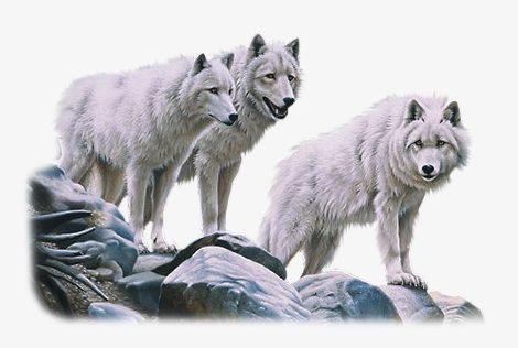 White Wolves PNG, Clipart, Animals, Animals Wolf, Carnivores, Jackal, White Clipart Free PNG Download