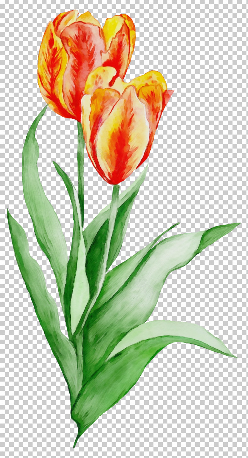 Flower Tulip Petal Plant Cut Flowers PNG, Clipart, Anthurium, Cut Flowers, Flower, Lily Family, Paint Free PNG Download