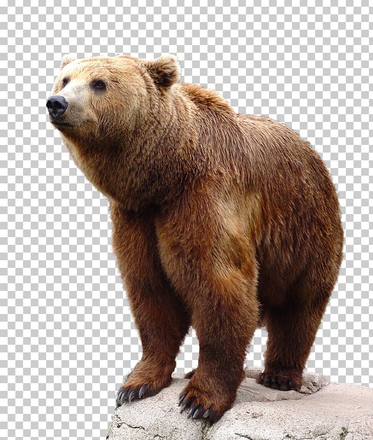 Brown Bear Grizzly Bear PNG, Clipart, Animal, Animals, Bear, Bears, Brown Free PNG Download