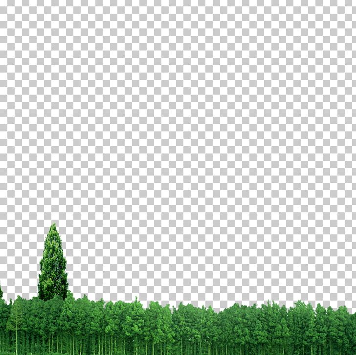 Forest Euclidean PNG, Clipart, Adobe Illustrator, Black Forest, Computer Wallpaper, Download, Encapsulated Postscript Free PNG Download