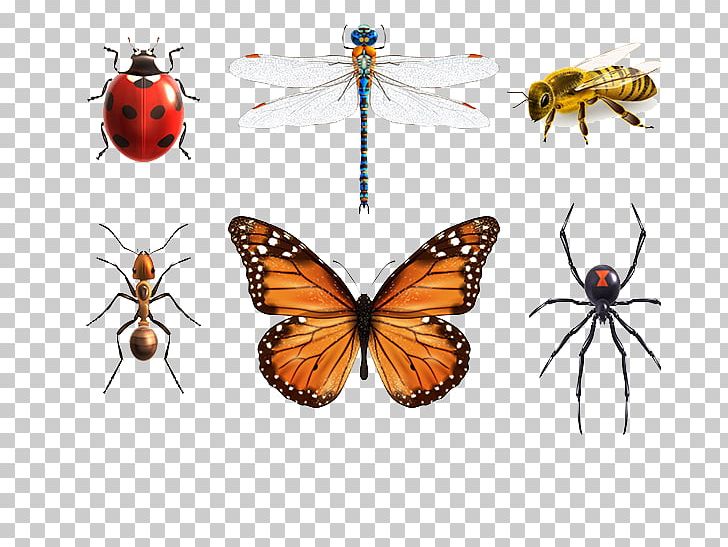 Insect Butterfly Ant Spider PNG, Clipart, Animal, Animals, Ant, Arthropod, Biological Free PNG Download
