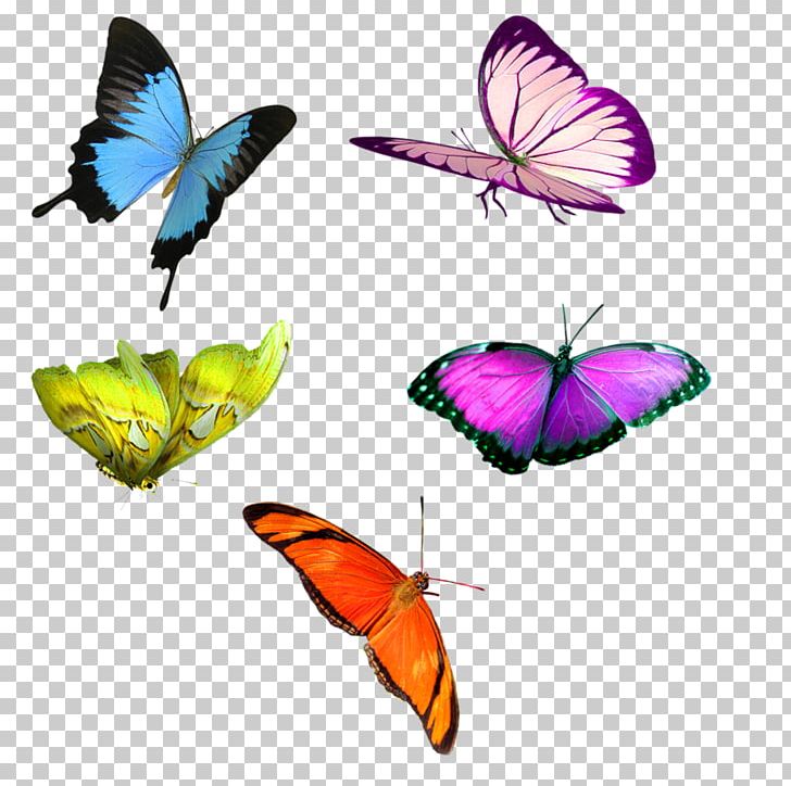 Monarch Butterfly Moth Brush-footed Butterflies Pasta Bread PNG, Clipart, Arthropod, B Butterflies, Book, Bread, Brush Footed Butterfly Free PNG Download