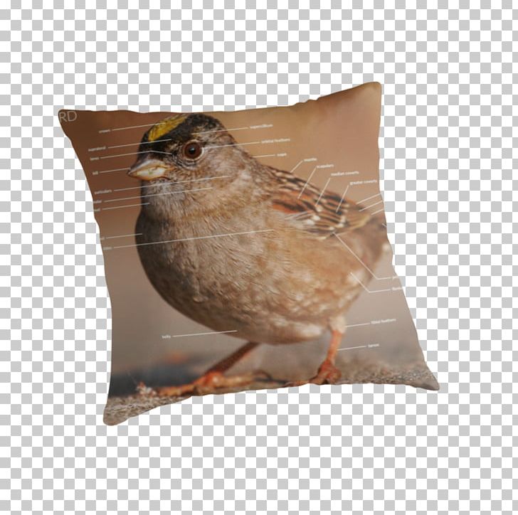 Throw Pillows Cushion Beak PNG, Clipart, Beak, Cushion, Fauna, Others, Sparrow Bird Free PNG Download