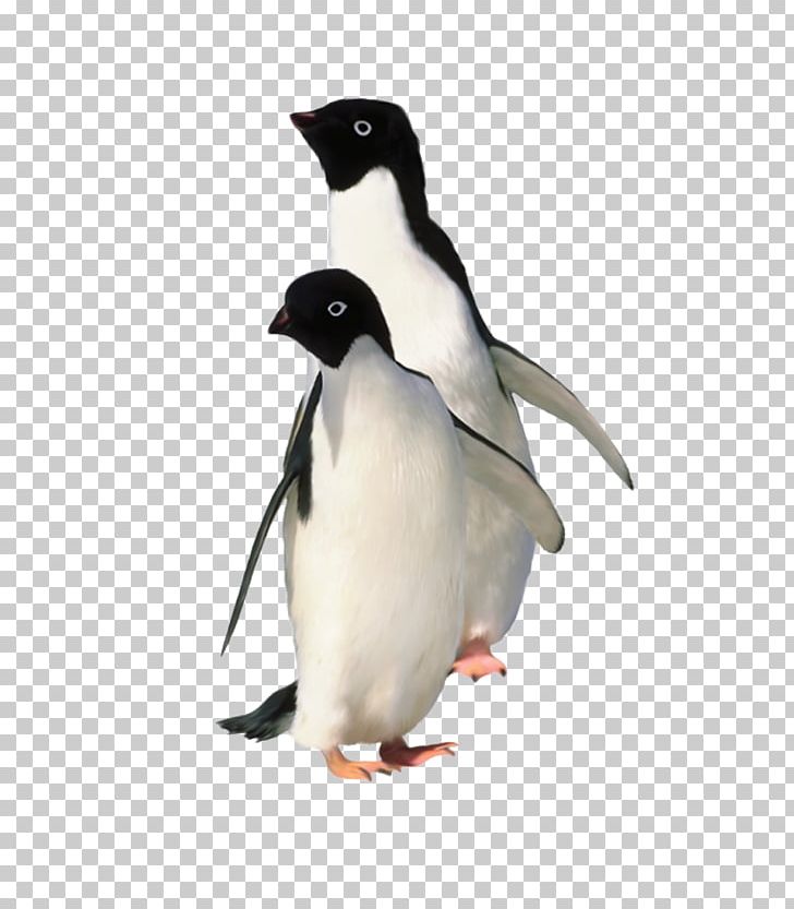 Antarctica Emperor Penguin King Penguin PNG, Clipart, Animal, Animals, Antarctic, Aptenodytes, Arctic Free PNG Download