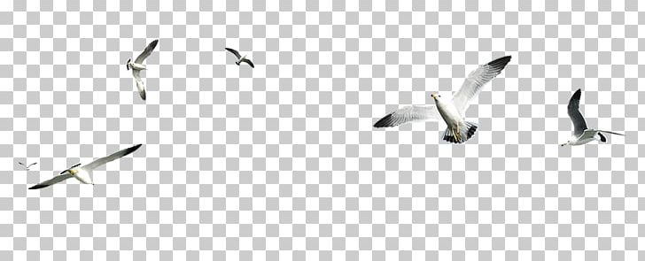 Bird PhotoScape PicsArt Photo Studio PNG, Clipart, Angle, Animals, Beak, Bird, Body Jewelry Free PNG Download