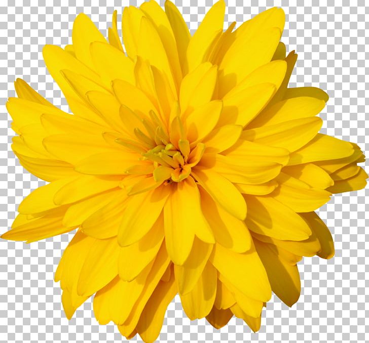 Calendula Officinalis Dandelion Marigold Orange PNG, Clipart, Annual Plant, Calendula, Calendula Officinalis, Chrysanths, Color Free PNG Download