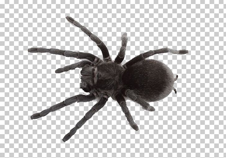 Spider Web Southern Black Widow Pet Tarantula PNG, Clipart, Animal, Arachnid, Argiope Bruennichi, Arthropod, Cartoon Spider Web Free PNG Download
