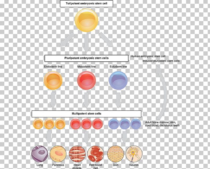 Adult Stem Cell Cellular Differentiation Neural Stem Cell PNG, Clipart, Adult Stem Cell, Anatomy, Biology, Brand, Cell Free PNG Download