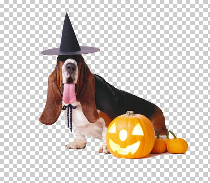 Basset Hound French Bulldog Puppy Halloween Costume PNG, Clipart, Animal, Animals, Carnivoran, Clothing, Costume Free PNG Download