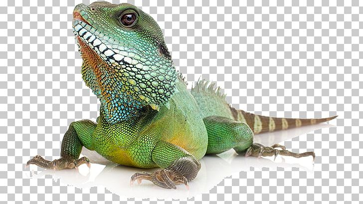 free clipart australian bearded dragon