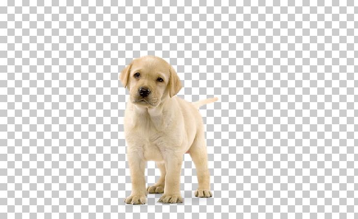 Labrador Retriever Golden Retriever Puppy Basset Hound Poodle PNG, Clipart, Basset Hound, Breed, Carnivoran, Companion Dog, Dog Free PNG Download