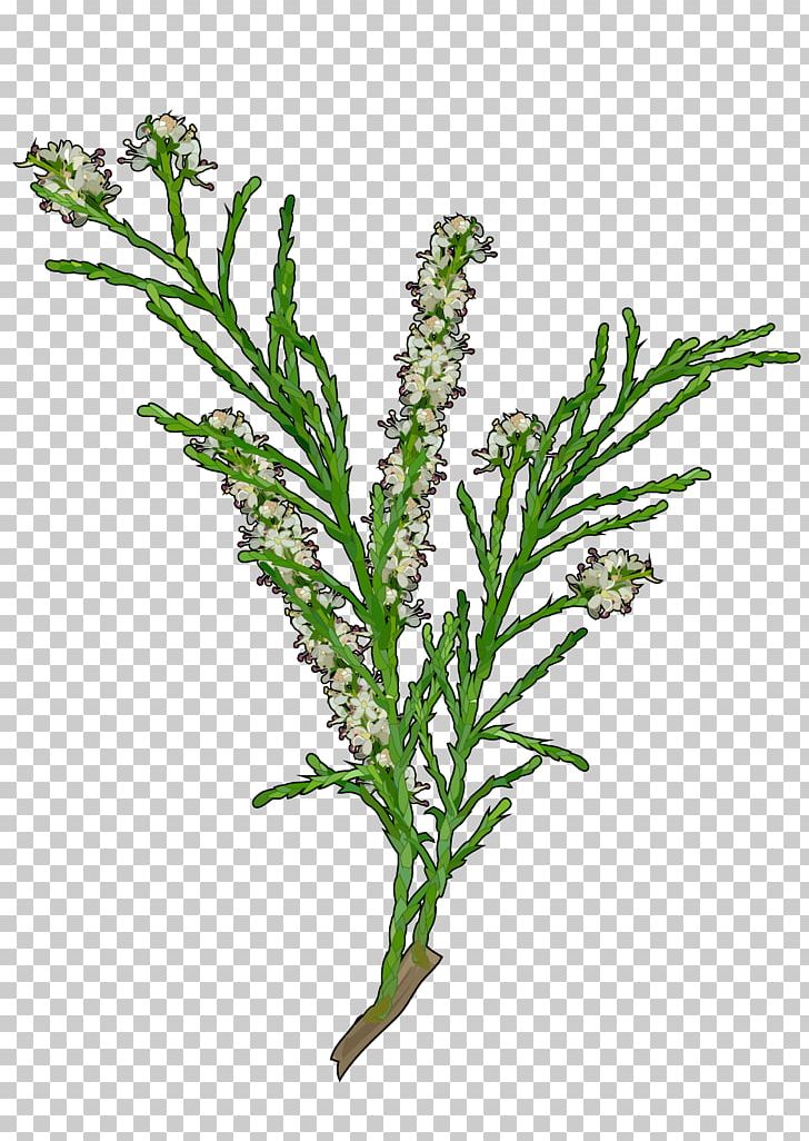 Tamarix Canariensis Pinus Canariensis Pine Tamarix Gallica Tree PNG, Clipart, Branch, Canary Islands, Flora De Canarias, Government Of The Canary Islands, Herb Free PNG Download
