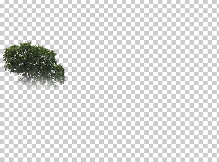 Branching Sky Plc PNG, Clipart, Branch, Branching, Grass, Others, Sky Free PNG Download