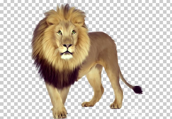 East African Lion Lion Cubs Tiger PNG, Clipart, Animal, Animals, Big Cats, Carnivoran, Cat Like Mammal Free PNG Download