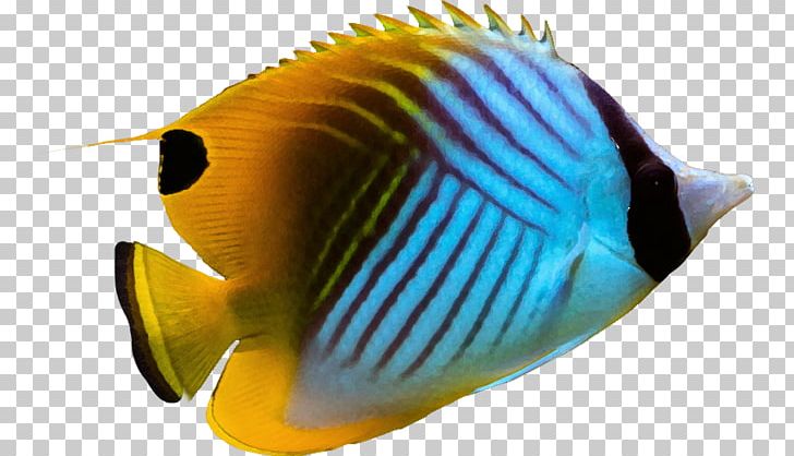 Threadfin Butterflyfish Angelfish Pomacanthidae Aquarium PNG, Clipart, Anglerfish, Animals, Aquarium Fish, Aquatic Animal, Butterflyfish Free PNG Download