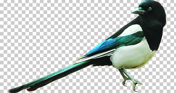 Eurasian Magpie Bird Winter PNG, Clipart, 3d Animation, Animal, Animals, Animals Birds, Anime Character Free PNG Download