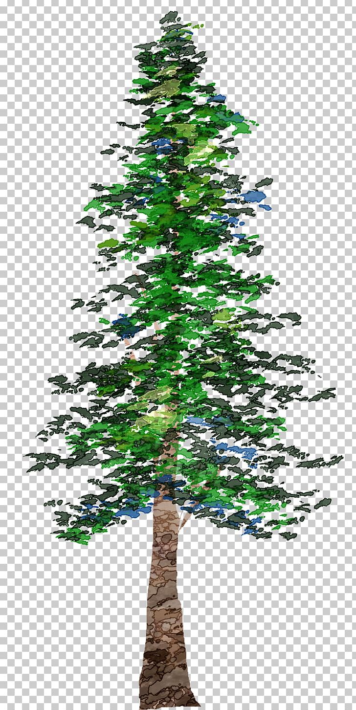 Pine Tree Conifers PNG, Clipart, Branch, Christmas Decoration, Christmas Ornament, Christmas Tree, Conifer Free PNG Download