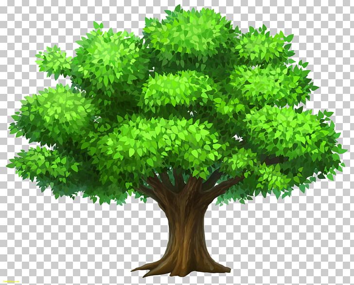 Tree PNG, Clipart, Animation, Blog, Branch, Desktop Wallpaper, Document Free PNG Download