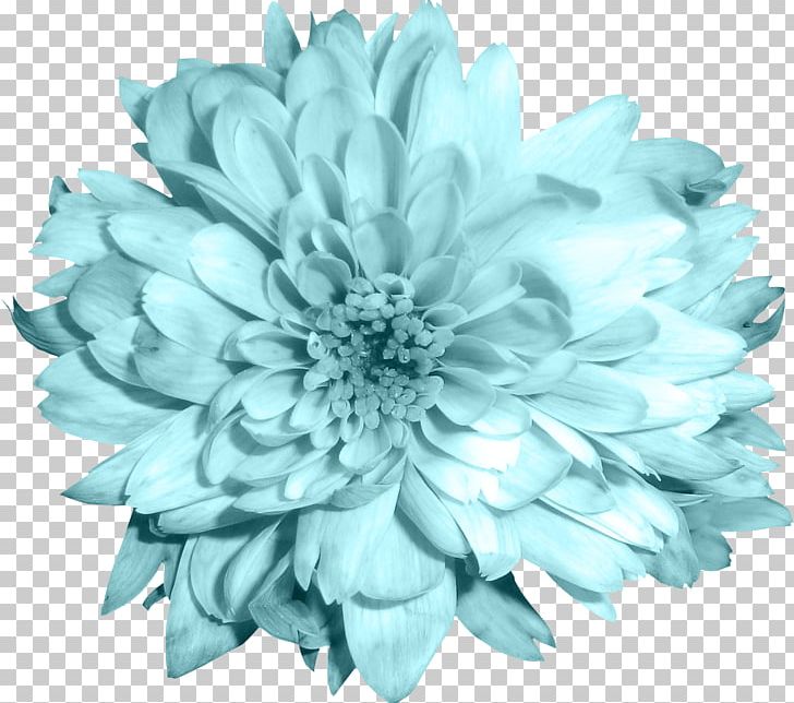 Cut Flowers Chrysanthemum Blue PNG, Clipart, Blue, Chrysanthemum, Chrysanths, Cut Flowers, Daisy Family Free PNG Download