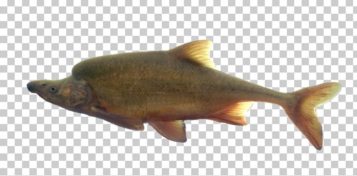Little Colorado River Humpback Chub Rainbow Trout Bony Fishes PNG, Clipart, Animal, Animal Figure, Animals, Bony Fish, Bony Fishes Free PNG Download