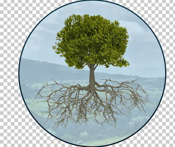 Root Tree Catalpas Stock Photography Rubber Fig PNG, Clipart, Branch, Leaf, Nature, Oak, Plant Free PNG Download