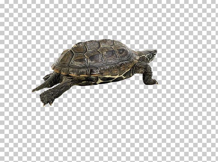 Box Turtles Tortoise Metal PNG, Clipart, Box Turtle, Box Turtles, Emydidae, Metal, Reptile Free PNG Download