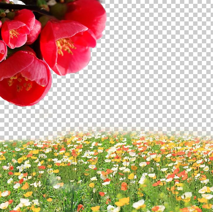 Flowers Everywhere PNG, Clipart, Annual Plant, Common Poppy, Computer Wallpaper, Desktop Wallpaper, Flora Free PNG Download