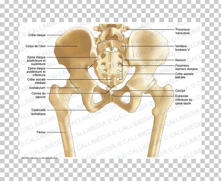 Pelvis Hip Bone Sacrum Human Body PNG, Clipart, Abdomen, Anatomy, Angle, Bone, Buttocks Free PNG Download