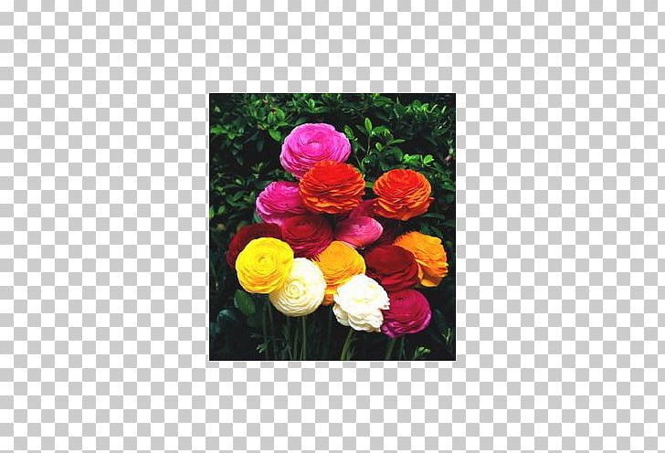 Ranunculus Asiaticus Flower Bulb Garden Plant PNG, Clipart, Bird Of Paradise Flower, Bulb, Buttercup, Common Sunflower, Cut Flowers Free PNG Download