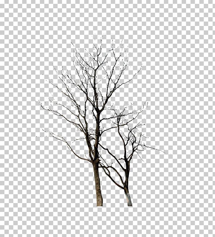 Twig Winter Tree Plant PNG, Clipart, Black And White, Branch, Christmas Tree, Computer Wallpaper, Family Tree Free PNG Download