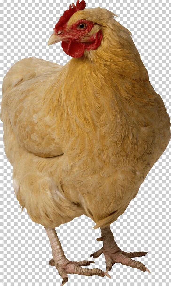 Chicken Nugget Turkey PNG, Clipart, Animals, Battery Cage, Beak, Bird, Catlovers Free PNG Download