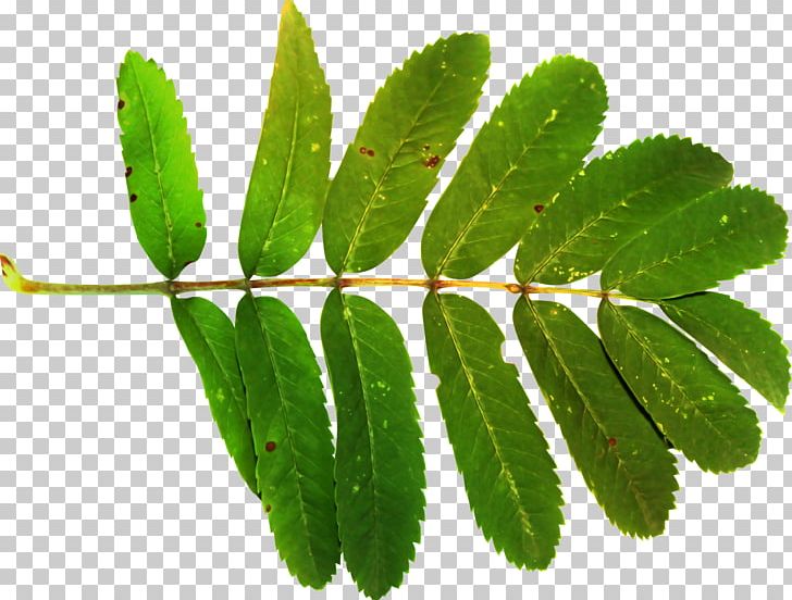 Leaf Sorbus Aucuparia Plant Stem PNG, Clipart, Acacia, Branch, Clip Art, Herbalism, Leaf Free PNG Download