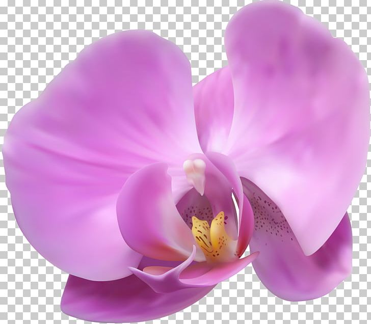 Popular Orchids Flower PNG, Clipart, Computer Icons, Dendrobium, Flower, Flowering Plant, Kosmetikinstitut Dr Fiebiger Free PNG Download