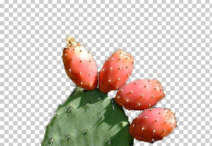 Barbary Fig Strawberry Eastern Prickly Pear Nopal PNG, Clipart, Barbary Fig, Cactus, Capo Vaticano, Caryophyllales, Eastern Prickly Pear Free PNG Download