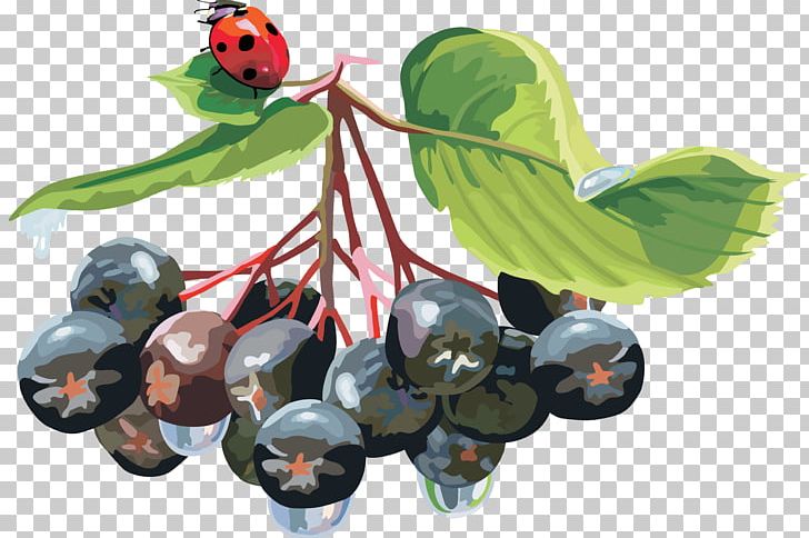 Blueberry Mountain-ash Bilberry Aronia Melanocarpa Healthy Diet PNG, Clipart, Berry, Bil, Blueberry, Blueberry Mountain, Chokeberry Free PNG Download