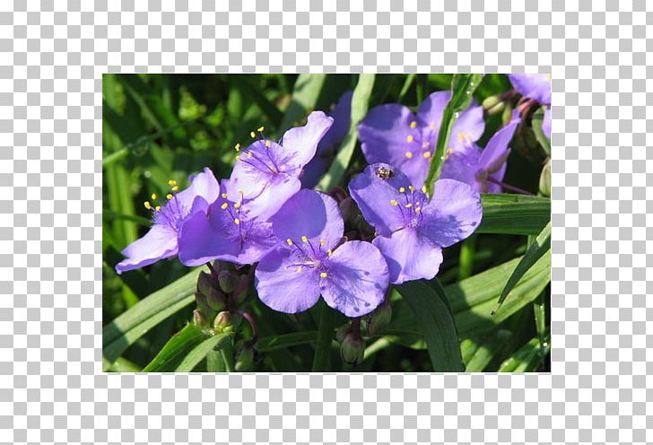 Irises Virginia Spiderwort Flowering Bulbs Plant PNG, Clipart, Annual Plant, Arumlily, Bellflower Family, Bulb, Clivia Free PNG Download