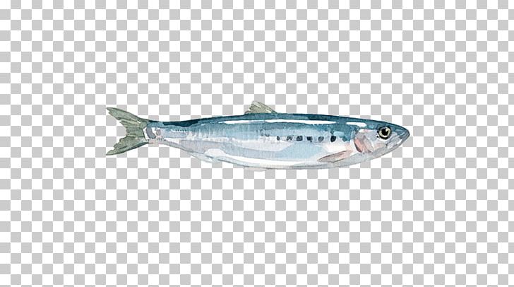 Sardine Oily Fish Mackerel Milkfish Herring PNG, Clipart, Bony Fish, Fish, Forage Fish, Herring, Herring Family Free PNG Download