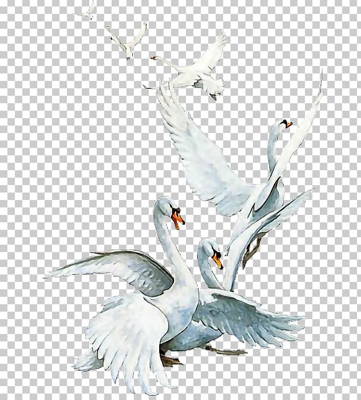 Tundra Swan Duck Bird PNG, Clipart, Animal, Animals, Art, Beak, Bir Free PNG Download