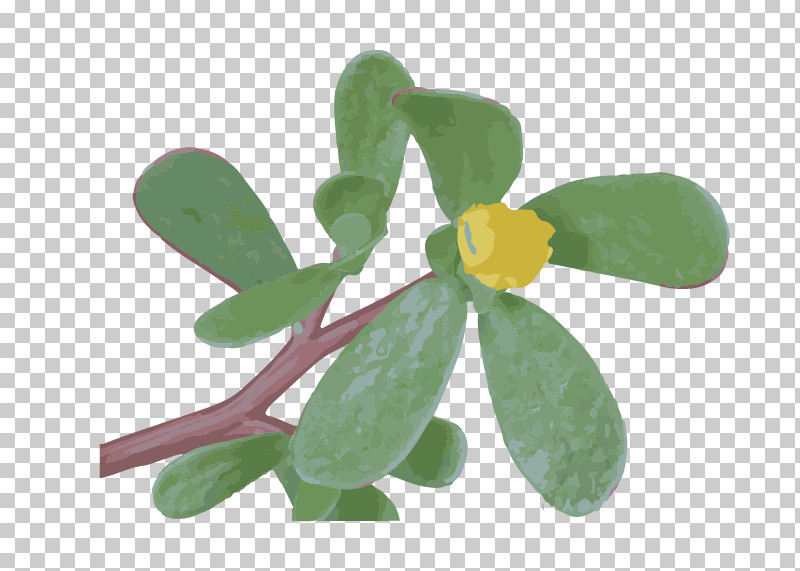 Flower Leaf Plant Symbol Impatiens PNG, Clipart, Flower, Impatiens, Leaf, Plant, Symbol Free PNG Download