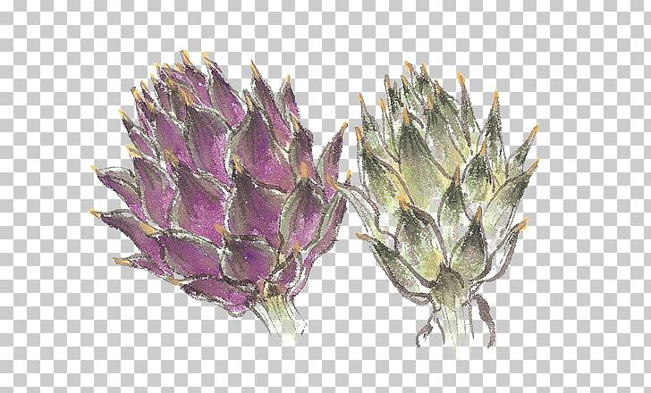 Artichoke Thistle Vegetable PNG, Clipart, Artichokes, Download, Flower, Food, Food Drinks Free PNG Download