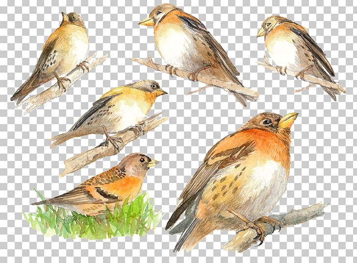Brambling House Sparrow Finch Bird PNG, Clipart, Animals, Bird, Eurasian Tree Sparrow, Fauna, Feather Free PNG Download