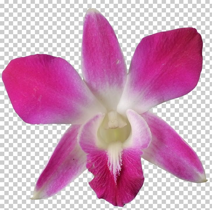 Crimson Cattleya Christmas Orchid Dendrobium Orchids Pigeon Orchid PNG, Clipart, Benih, Boat Orchid, Cattleya, Cattleya Labiata, Christmas Orchid Free PNG Download