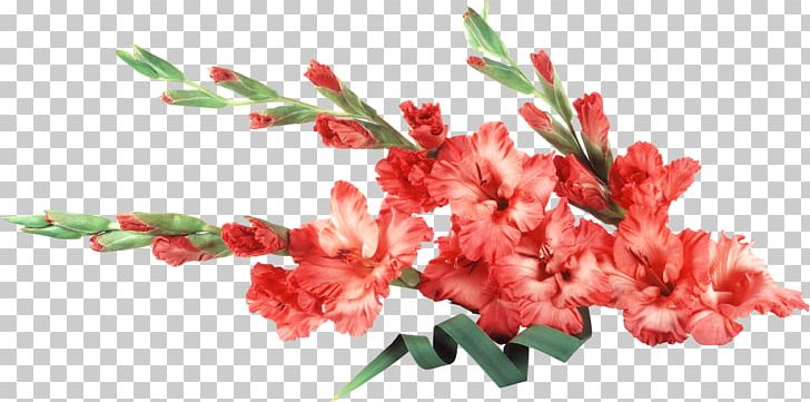 Gladiolus Cut Flowers Desktop PNG, Clipart, Branch, Bulb, Canna, Cut Flowers, Desktop Wallpaper Free PNG Download