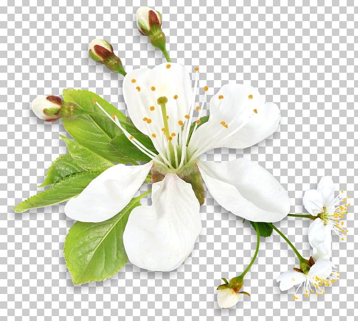 Sympathy Family Condolences Friendship Love PNG, Clipart, Blossom, Branch, Cherry Blossom, Clipart, Common Daisy Free PNG Download