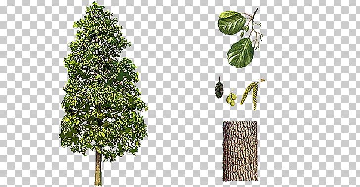 Black Alder Grey Alder Broad-leaved Tree Alnus X Spaethii PNG, Clipart, Aan, Alder, Alnus Glutinosa, Alnus Incana, Animaatio Free PNG Download
